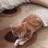 🐾 SARMAN BEBEĞE ACİL YUVA ARANIYOR! (ESKİŞEHİR) 🐾 fotoğraf