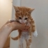 🐾 SARMAN BEBEĞE ACİL YUVA ARANIYOR! (ESKİŞEHİR) 🐾 fotoğraf