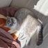Evi dağıtmaz, koltuk tırmalamasından anlamaz: Tam bir asilzade! fotoğraf