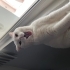 Ömürlük Yuvasını Arayan Kısır, Çipli ve Uslu bir dost fotoğraf