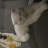 Ömürlük Yuvasını Arayan Kısır, Çipli ve Uslu bir dost fotoğraf