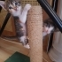 Miniklere ömürlük yuvalar aranıyor fotoğraf