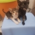 Miniklere ömürlük yuvalar aranıyor fotoğraf