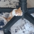 Minik Limona Yuva arıyorum fotoğraf