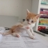 Minik Limona Yuva arıyorum fotoğraf