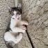Ömürlük yuva🐾🥹 leoya fotoğraf