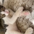 Ömürlük yuva🐾🥹 leoya fotoğraf