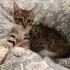 TEKİR KEDİ YUVA ARIYOR fotoğraf