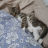 TEKİR KEDİ YUVA ARIYOR fotoğraf