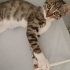 TEKİR KEDİ YUVA ARIYOR fotoğraf