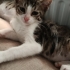KÜÇÜK KEDİ ACİL YUVA ARIYOR fotoğraf