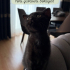 Scottish fold - Tekir melezi yavru kedi fotoğraf