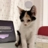 1.5 aylık aşırı sevecen yavru kedi fotoğraf