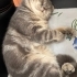 Oğluma kalıcı yuva arıyorum fotoğraf