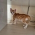 yavru sarman Lili ömürlük yuva lütfen fotoğraf