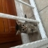 Kızınızın şansı olur musunuz? fotoğraf