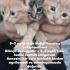 0-3 aylık tekir kedisi ücretsiz sahiplendirme fotoğraf