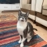 Acil Ankara yuva fotoğraf