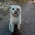Bu yavruyu sokakta bulduk fotoğraf