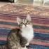 ACİL ANKARA YUVA fotoğraf