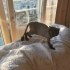 KAYIP KEDİ - LÜTFEN YARDIM EDİN fotoğraf