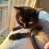 KAYIP KEDİ - LÜTFEN YARDIM EDİN fotoğraf