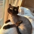KAYIP KEDİ - LÜTFEN YARDIM EDİN fotoğraf