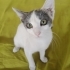 İZMİR COLORPOİNT MELEZ ÜCRETSİZ SAHİPLENDİRME fotoğraf