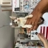 Ömürlük yuvasını arıyor 🐈 fotoğraf