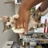 Ömürlük yuvasını arıyor 🐈 fotoğraf