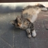 Çok cana yakın ve pofuduk! fotoğraf