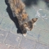 Çok cana yakın ve pofuduk! fotoğraf