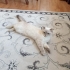 Bir yaşında dişi british shorthair fotoğraf