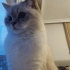 Bir yaşında dişi british shorthair fotoğraf