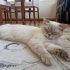 Bir yaşında dişi british shorthair fotoğraf