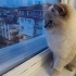 Bir yaşında dişi british shorthair fotoğraf