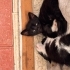 4 minik oyuncul yavru, ömürlük yuva arıyoruz fotoğraf