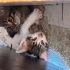 4 minik oyuncul yavru, ömürlük yuva arıyoruz fotoğraf