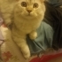 Çok güzel bir kedi 🐱 fotoğraf