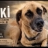 Sevimli cesur bir beyefendi fotoğraf