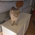 British shorthair fotoğraf