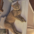 British shorthair fotoğraf