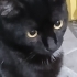 SEVĞİ PITIRCIĞI fotoğraf