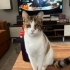 İZMİR GÖRME ENGELLİ CANIN SAHİBİ FELÇ OLDUĞU İÇİN ACİL YUVASINI ARIYORUZ fotoğraf