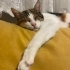 İZMİR GÖRME ENGELLİ CANIN SAHİBİ FELÇ OLDUĞU İÇİN ACİL YUVASINI ARIYORUZ fotoğraf