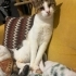 İZMİR GÖRME ENGELLİ CANIN SAHİBİ FELÇ OLDUĞU İÇİN ACİL YUVASINI ARIYORUZ fotoğraf