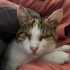 İZMİR GÖRME ENGELLİ CANIN SAHİBİ FELÇ OLDUĞU İÇİN ACİL YUVASINI ARIYORUZ fotoğraf