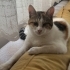 İZMİR GÖRME ENGELLİ CANIN SAHİBİ FELÇ OLDUĞU İÇİN ACİL YUVASINI ARIYORUZ fotoğraf
