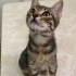 MIRMIR ACİL YUVA ARIYOR fotoğraf