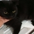 1.5 YAŞINDA KISIR BRİTİSH SHORTHAİR KEDİMİZE YUVA ARIYORUZ KAĞITHANE fotoğraf